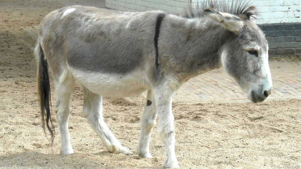 Gentle gray and white donkey standing on sandy ground by rustic light brick wall wallpaper