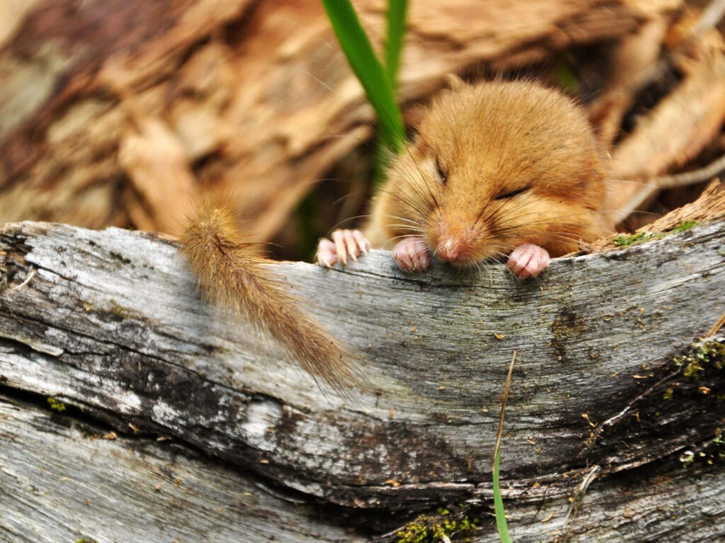 Dormouse resting on rustic log with curled paws in warm woodland scene wallpaper background