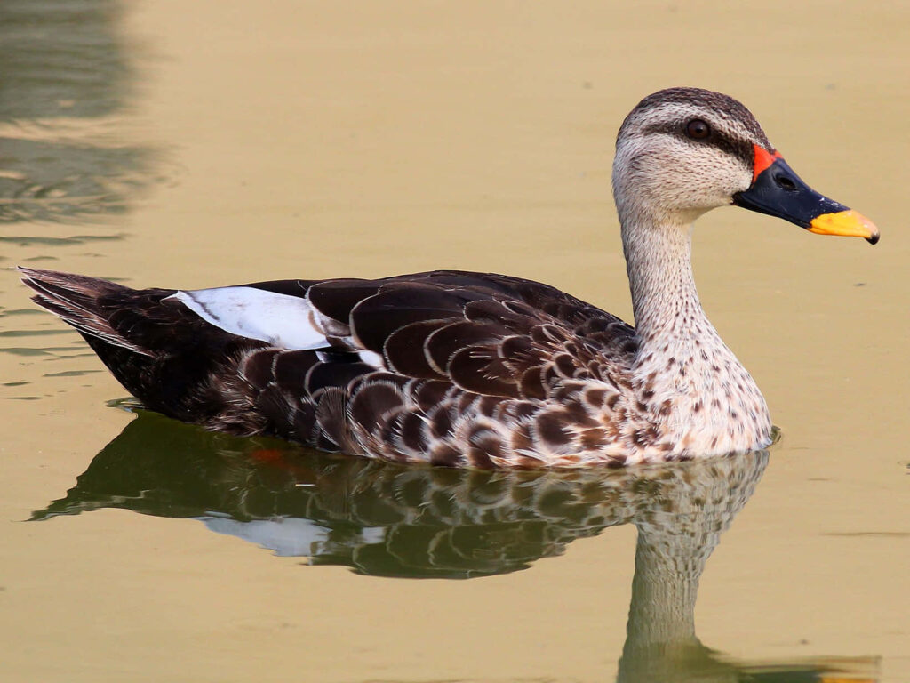Serene Duck Swimming: Peaceful Nature Background Wallpaper