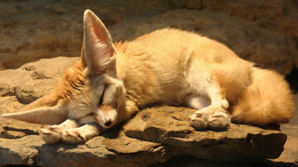 Fennec Fox Sleeping on Rock - Charming 1920x1080 Wallpaper