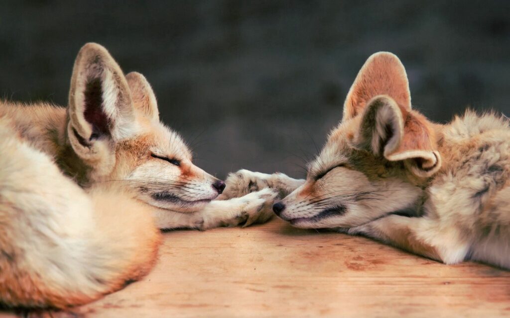 Tranquil Fennec Foxes Wallpaper – Serene 1920x1200 Scene