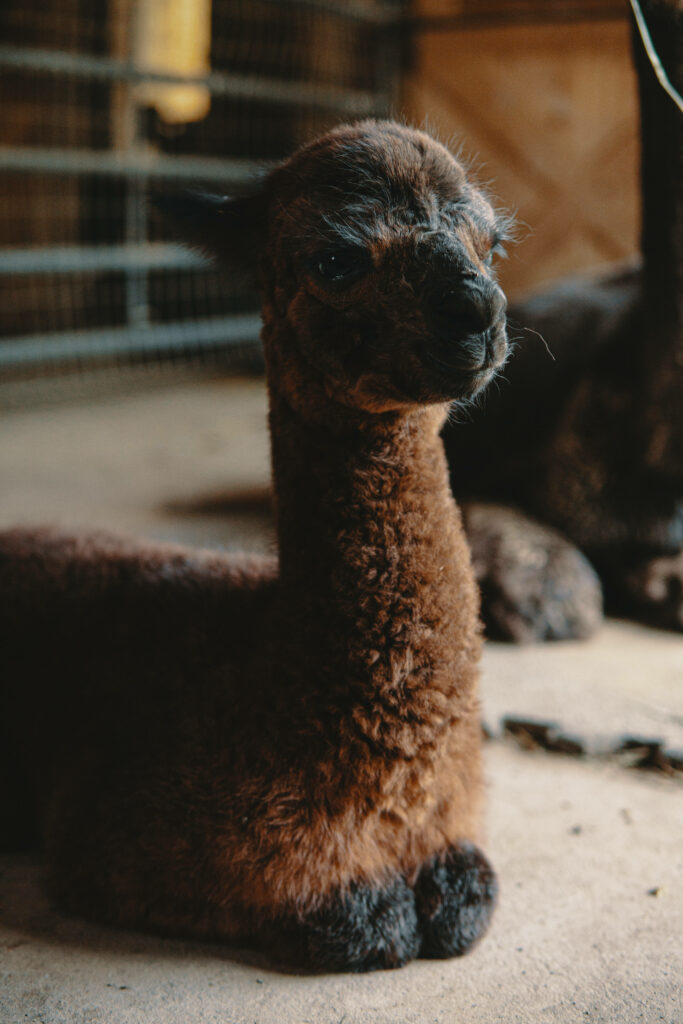 Fluffy brown alpaca resting on sandy floor with warm indoor lighting and rustic background wallpaper