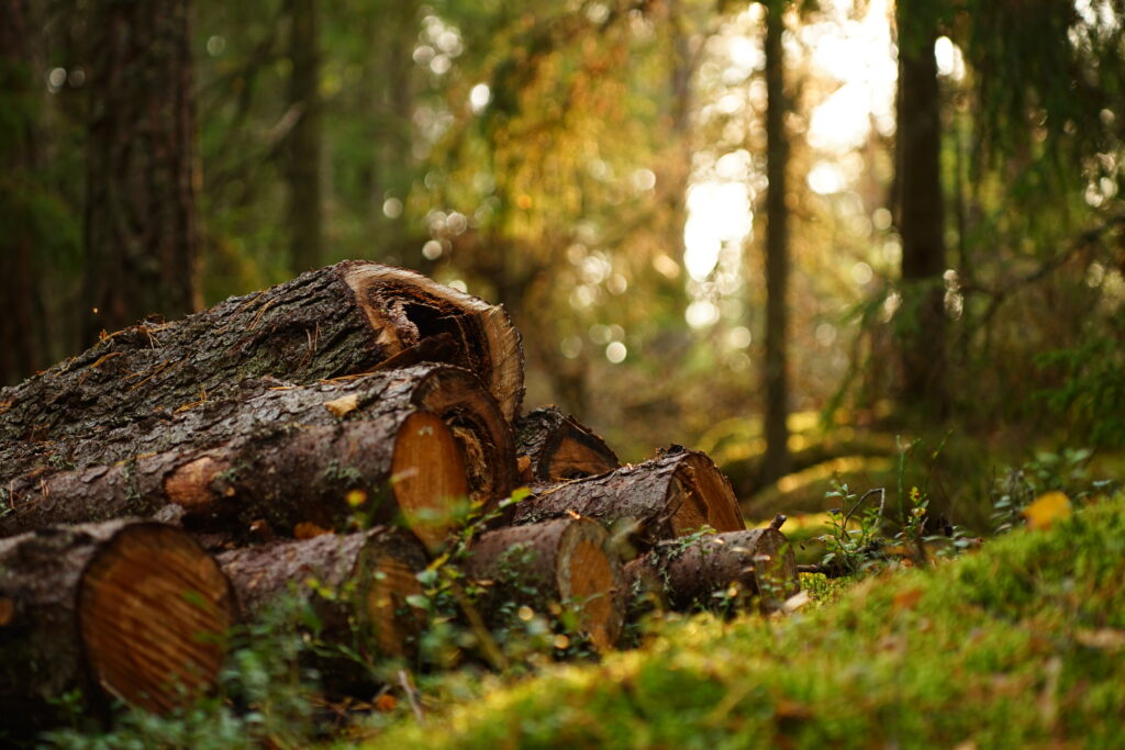 Freshly cut logs stacked on mossy forest floor with sunlit tall trees in the background wallpaper
