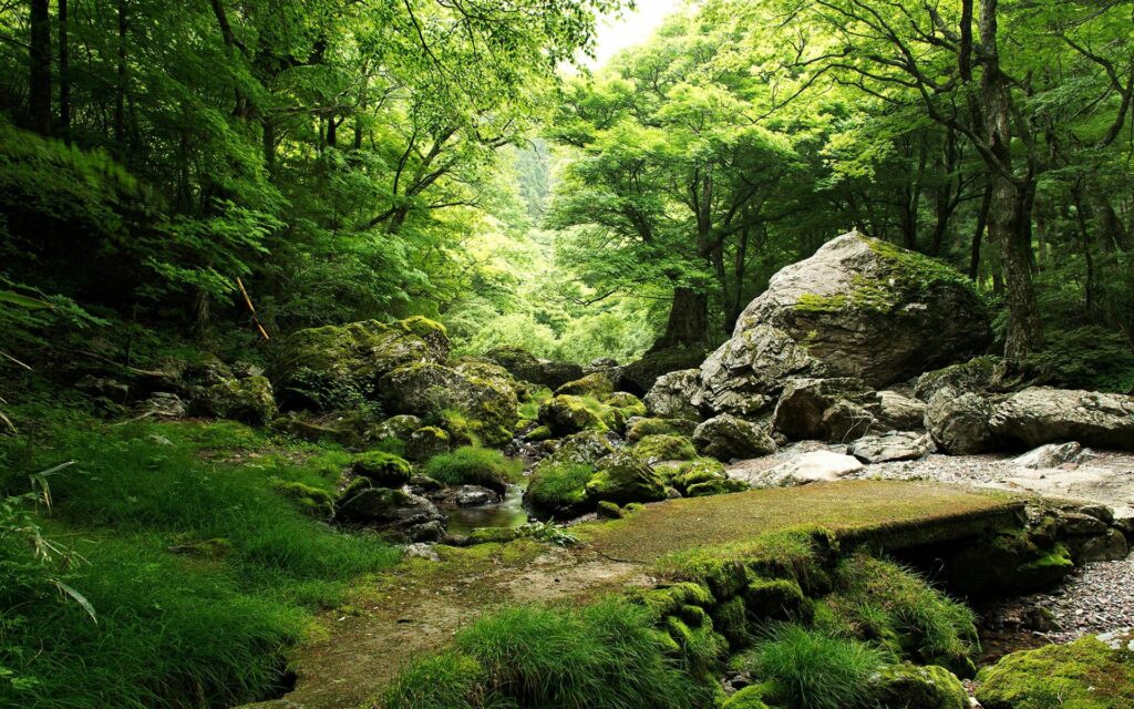 Moss covered stones and lush grass in sunlit dense forest creating peaceful nature wallpaper