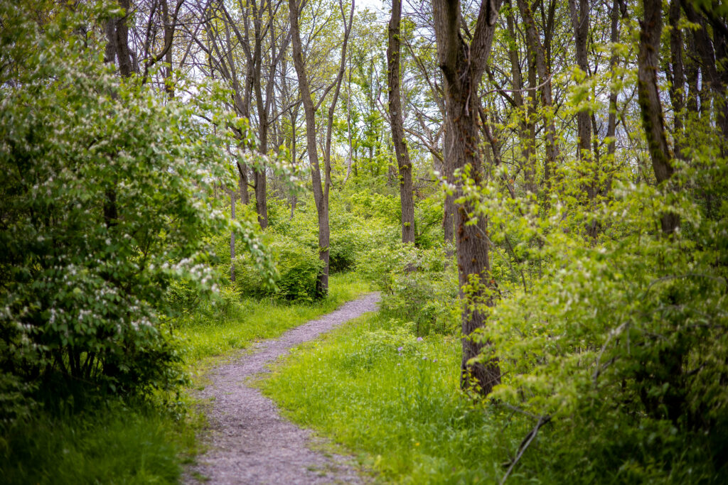 Serene spring forest wallpaper with winding dirt path lush greenery and tall vibrant trees