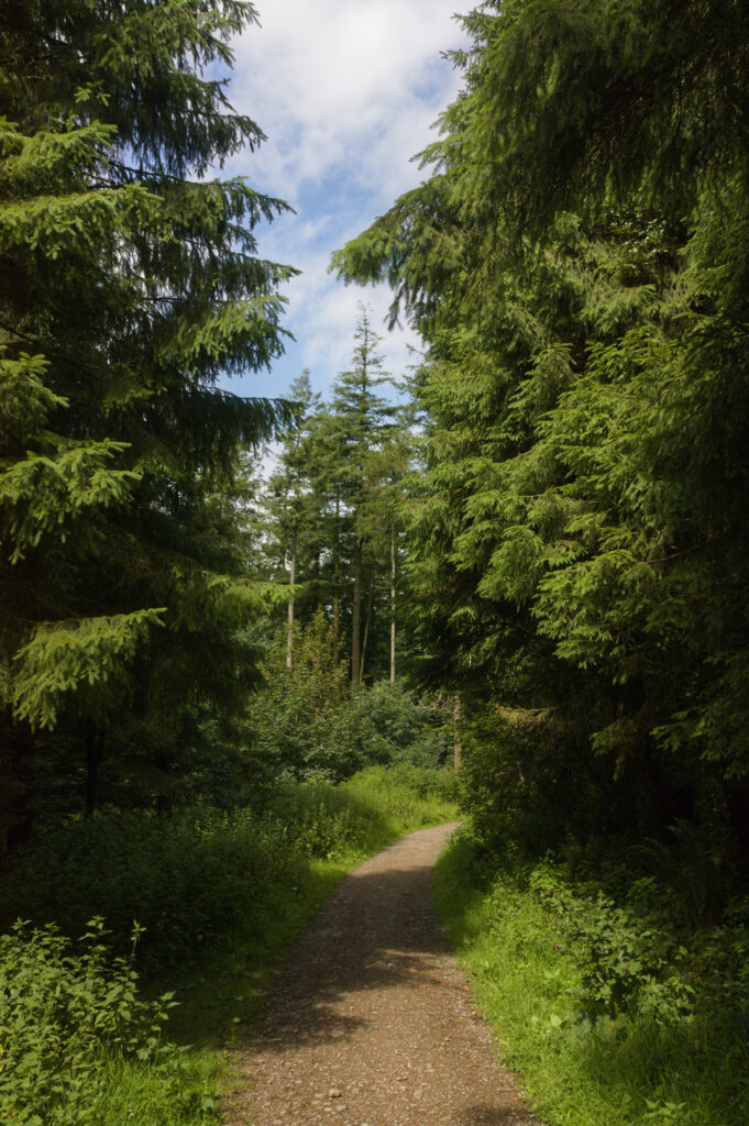 Peaceful forest wallpaper with tall trees and sunlit winding path surrounded by green foliage