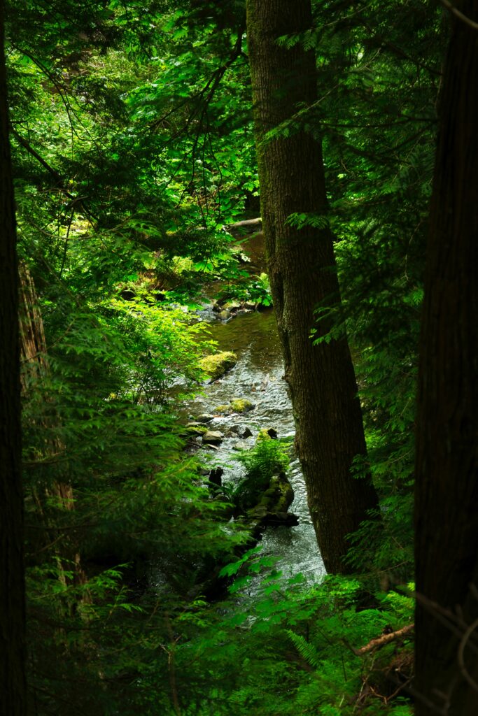Peaceful forest wallpaper with tall green trees stream flowing over stones vibrant foliage background