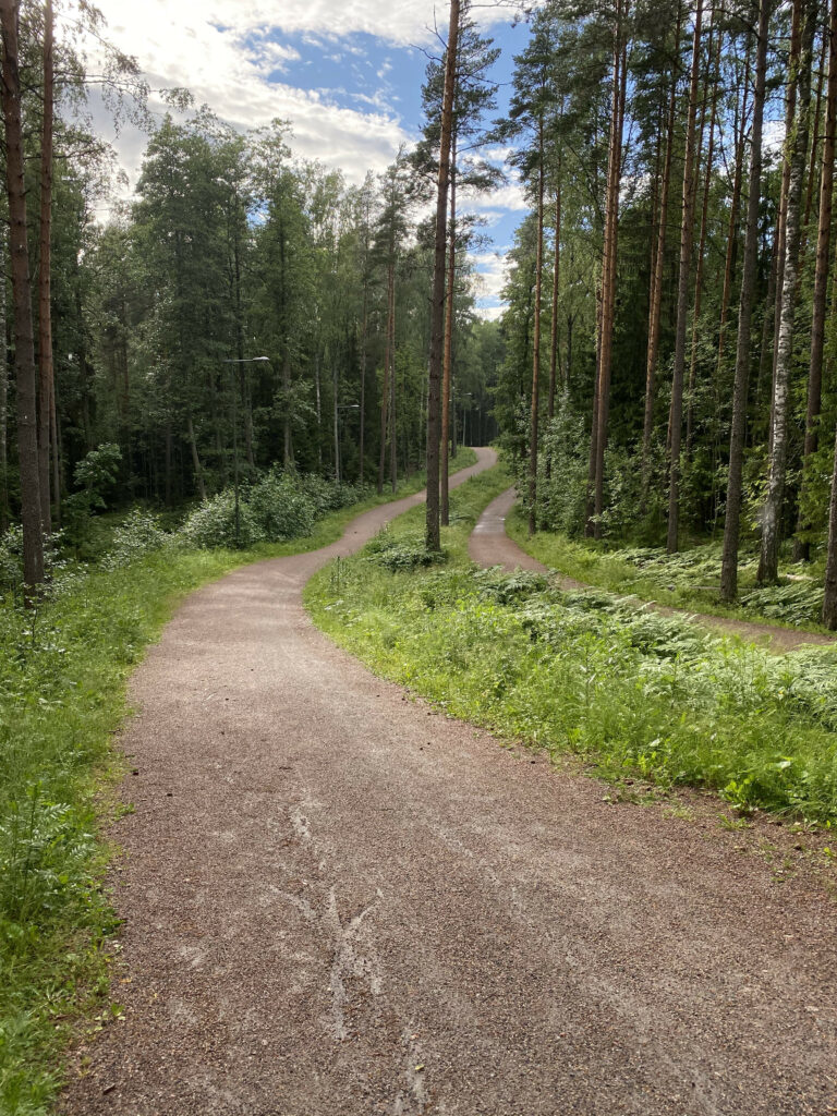 Winding forest trail with tall trees lush grass and sunlight under vibrant blue sky wallpaper