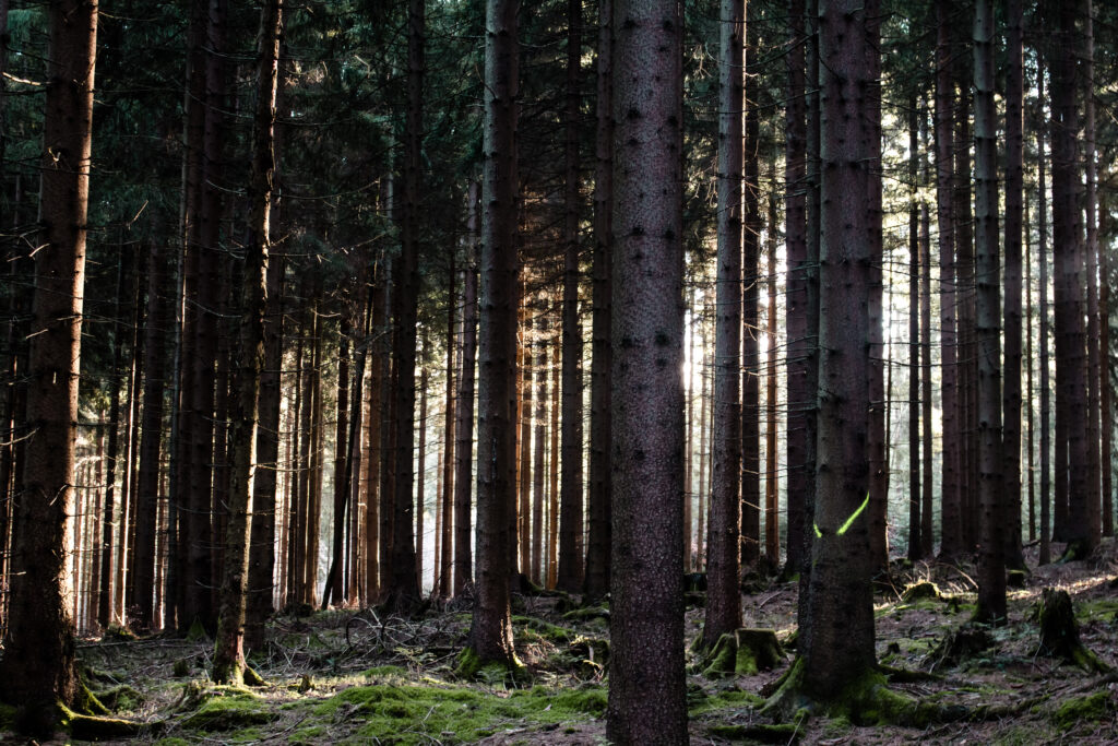Tranquil forest wallpaper with slender sunlit tree trunks and lush green moss forest floor