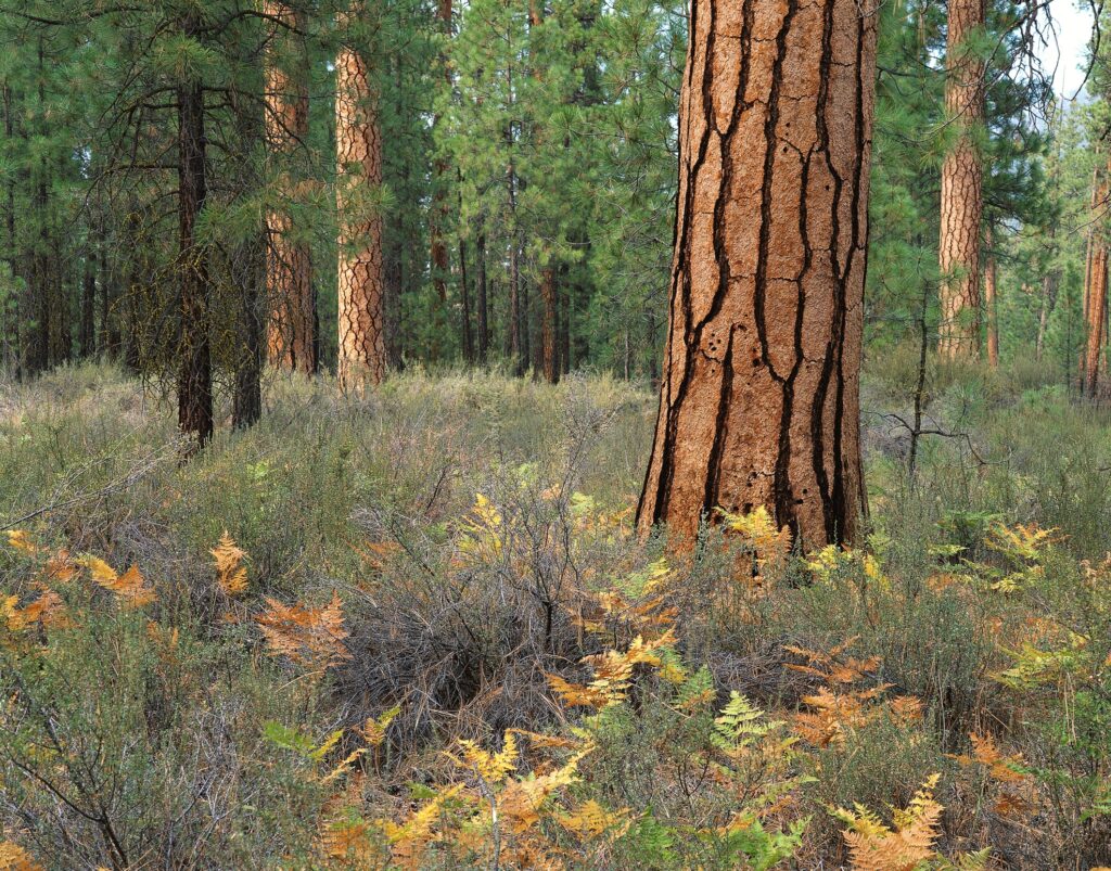Peaceful forest wallpaper with tall trees rough bark golden ferns and sunlight streaming through leaves