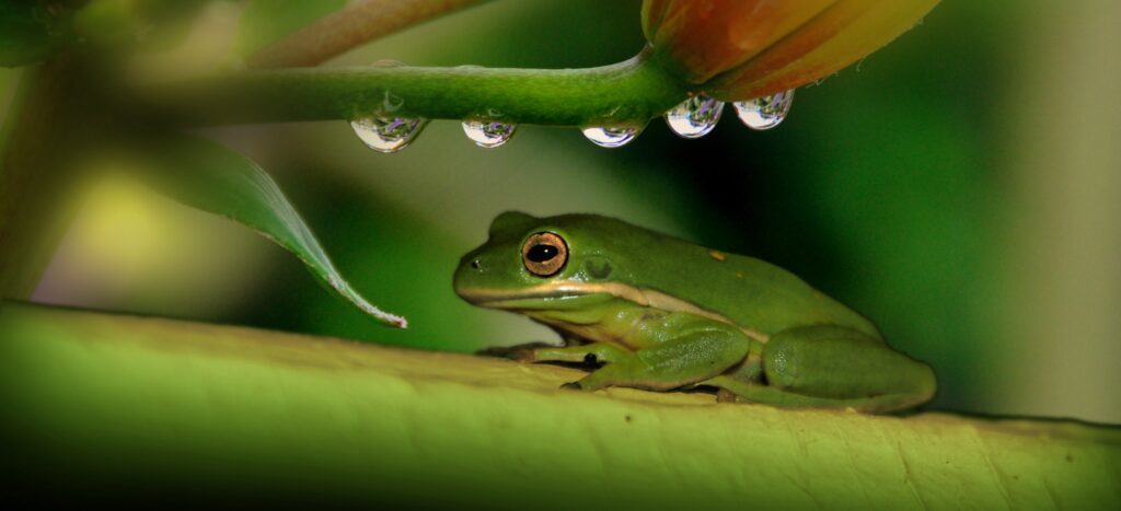 Serene Green Frog on Leaf: Nature's Peaceful Rainy Scene Wallpaper