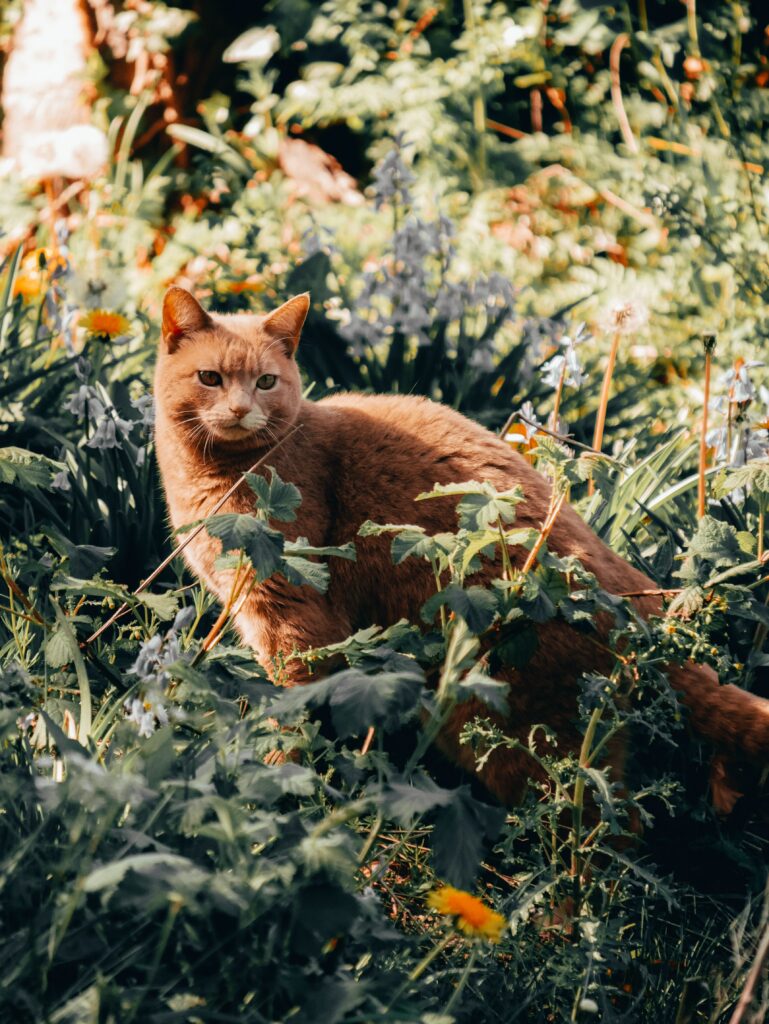 Serene Ginger Cat Exploring Lush Greenery and Wildflowers in Sunlight Wallpaper