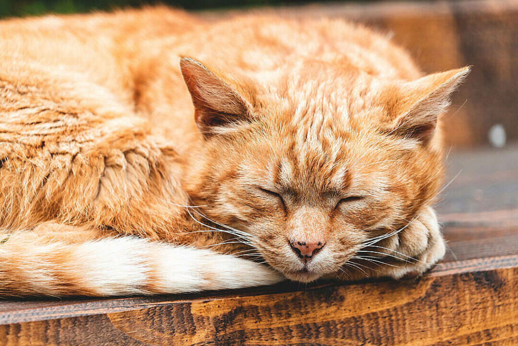 Serene Ginger Cat Wallpaper: Peaceful Sleeping Scene on Wood Background