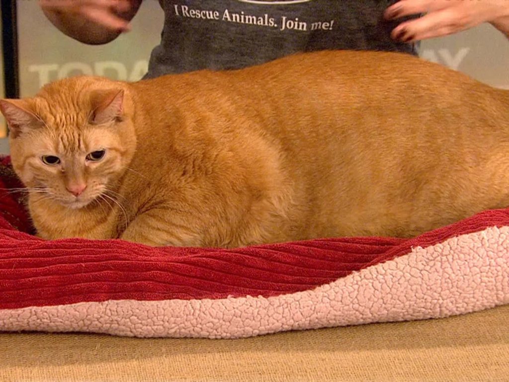 Adorable large ginger tabby cat resting on red bed with rescue advocate featured on Today show Wallpaper