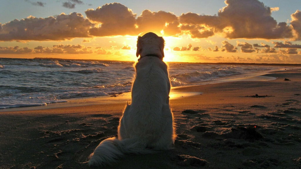 Golden Retriever on Sandy Beach at Sunset - Serene Wallpaper