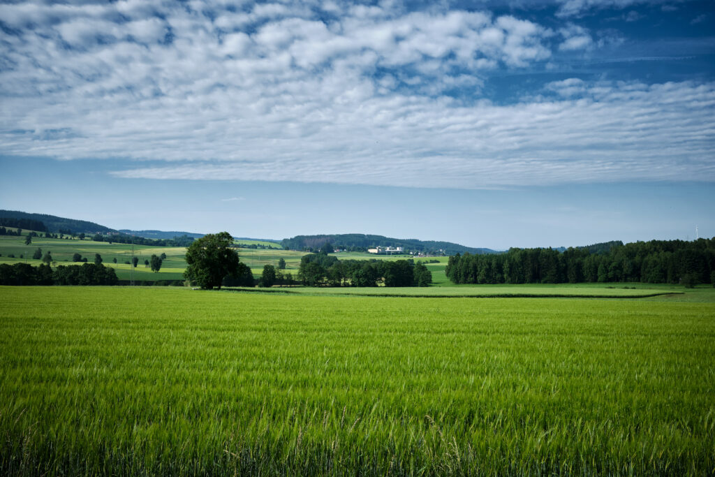 Vast green field with trees under vibrant blue sky and white clouds peaceful rural landscape wallpaper