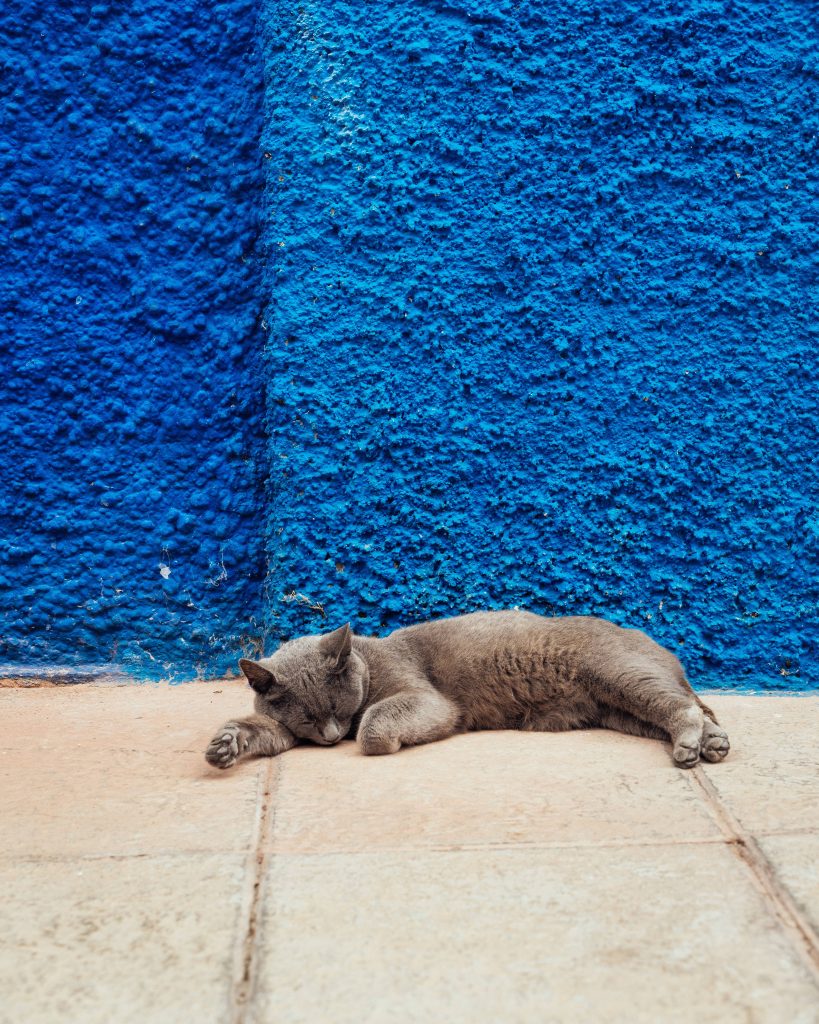 Grey cat peacefully napping on tiled floor with vibrant blue textured wall background wallpaper