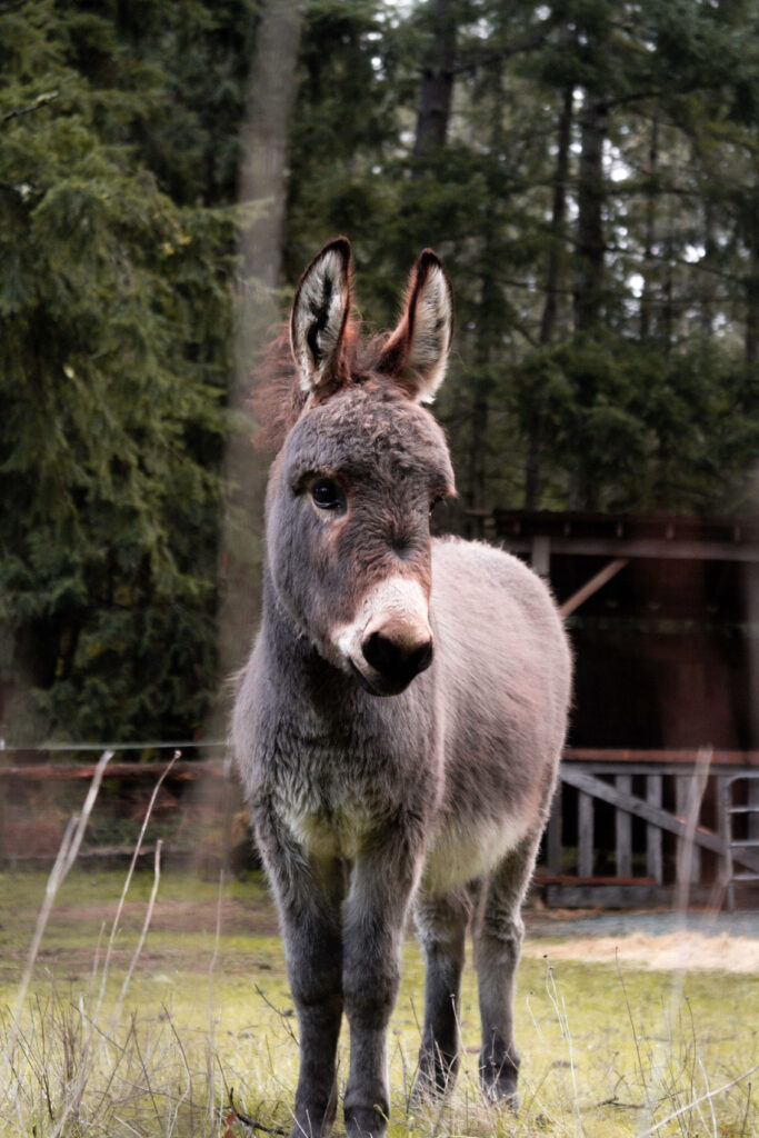 Gentle grey donkey standing in tall grass forest peaceful nature wallpaper background
