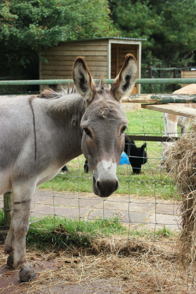 Grey donkey behind wire fence on rural farm with green grass hay and wooden structures Wallpaper