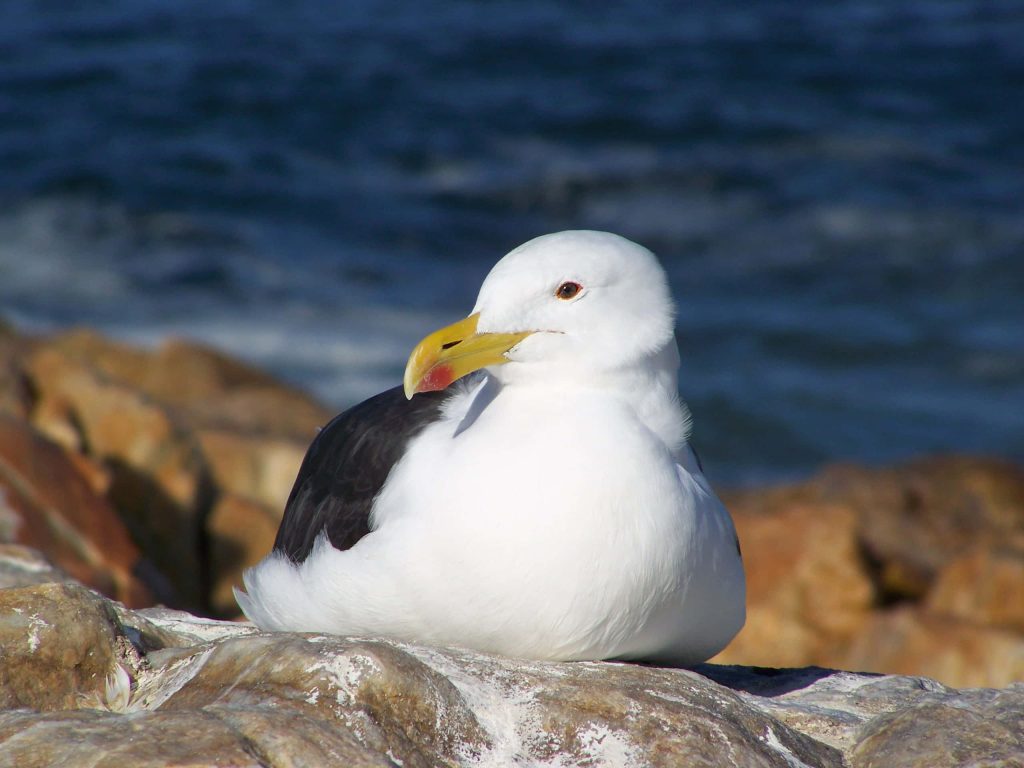 Kelp Gull resting on coastal rocks with white plumage yellow bill and deep blue ocean background Wallpaper