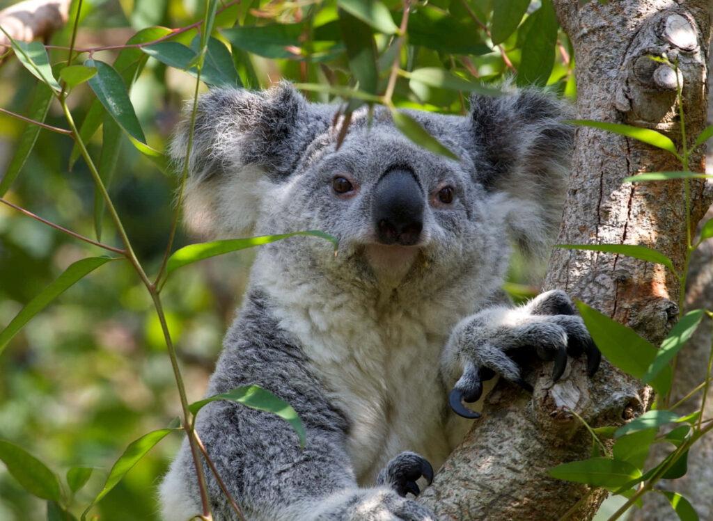Serene Koala Bear Wallpaper: Cozy Nap in Lush Green Background
