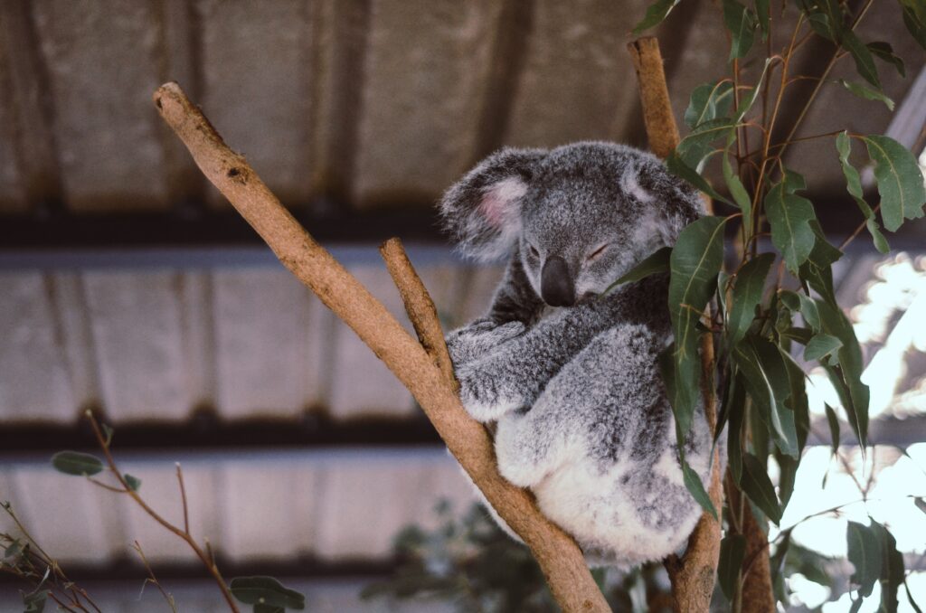Cozy Koala in Eucalyptus Tree Wallpaper - Peaceful Background Scene