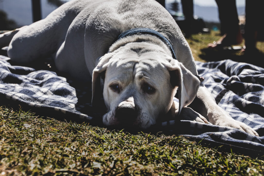 Labrador Dog on Checkered Blanket: Peaceful Sunlit Scene for Dog Lovers Wallpaper