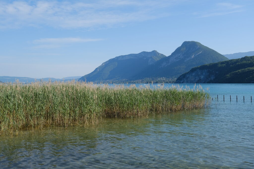 Tranquil lake with clear rippling water lush green reeds and mountains under bright blue sky Wallpaper