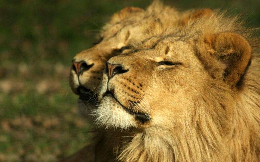 Serene Lions Basking in Sunlight | Nature's Relaxing Wallpaper
