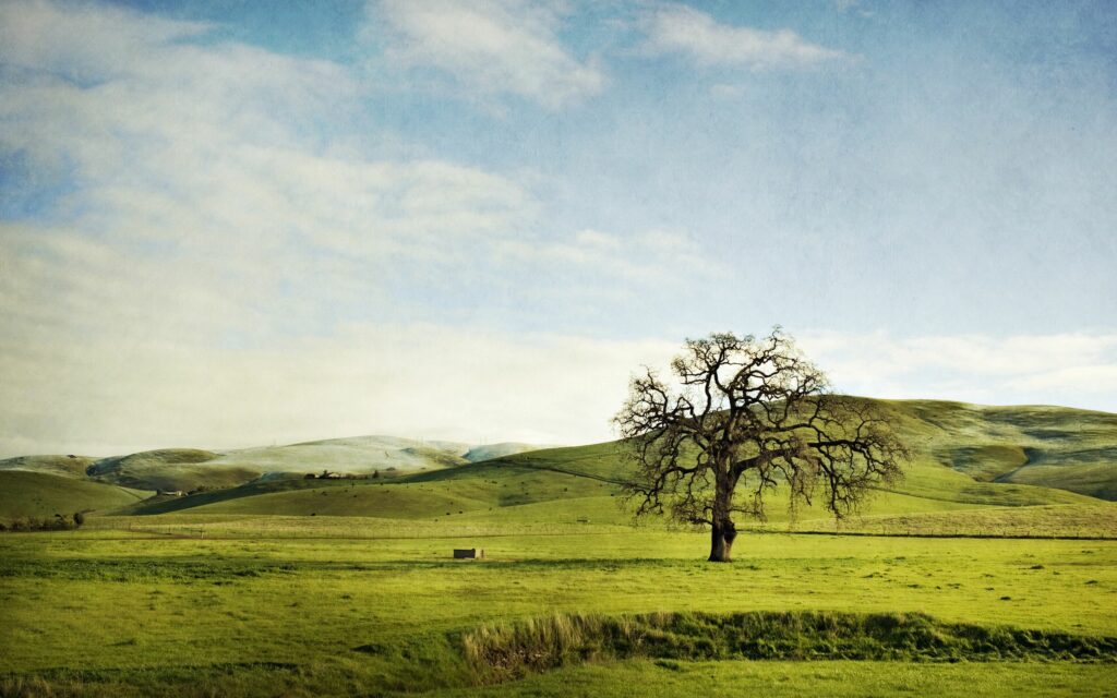 Lone tree in green field with rolling hills under bright summer sky peaceful landscape wallpaper