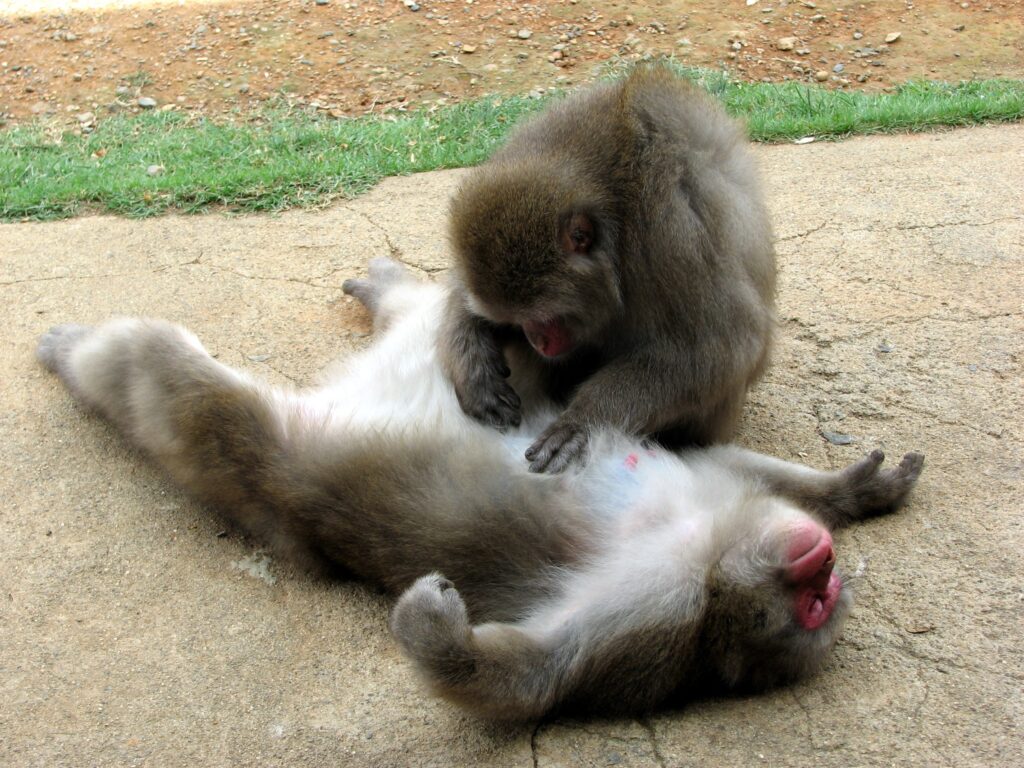 Serene Monkeys Grooming in Natural Earthy Setting - Peaceful Wallpaper
