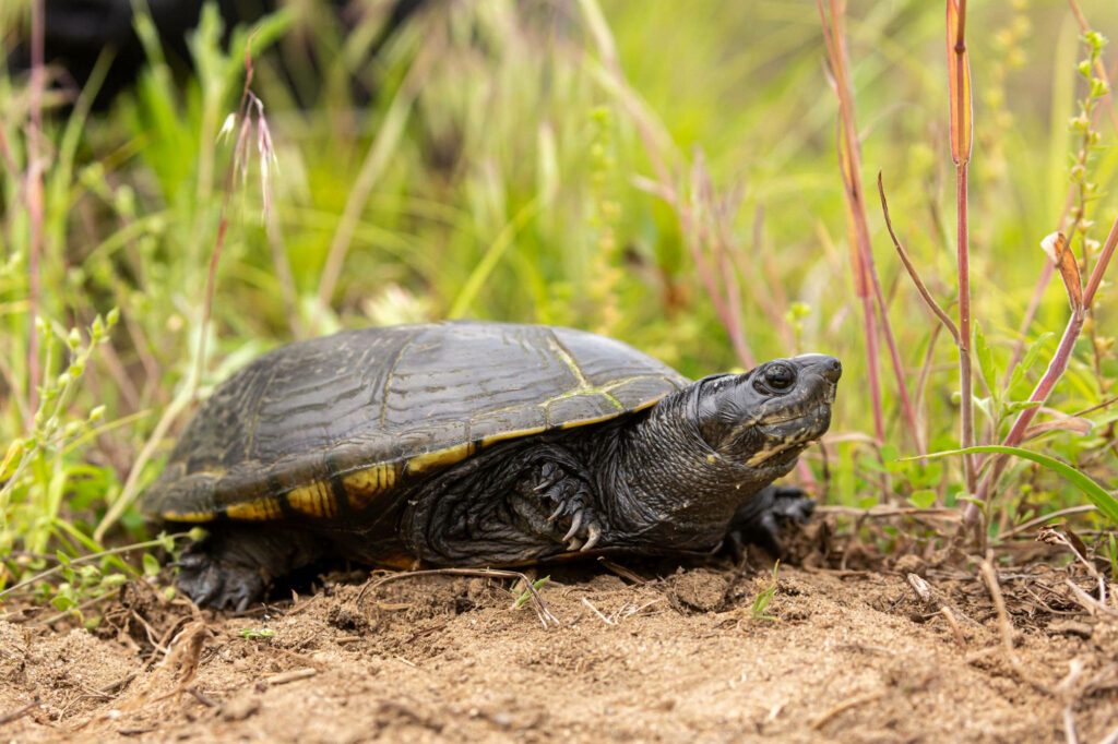 Mud turtle resting on sandy forest ground surrounded by green grass and natural plants background Wallpaper