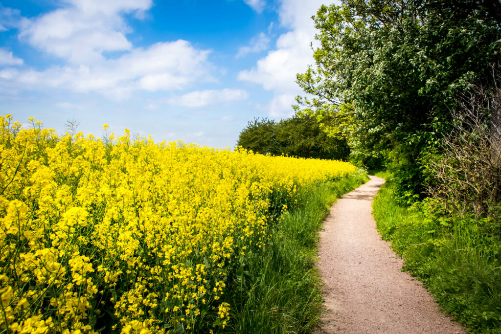 Winding dirt path through vibrant yellow flower field and lush greenery under blue sky wallpaper