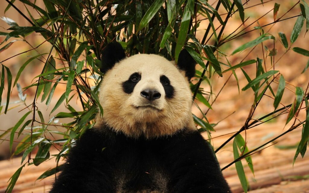 Tranquil Panda Amid Lush Greenery: A Serene Natural Habitat Wallpaper