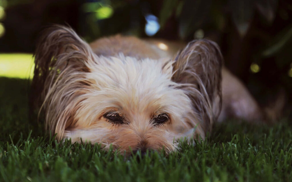 Peaceful Papillon Dog on Lush Grass - Serene Wallpaper Background