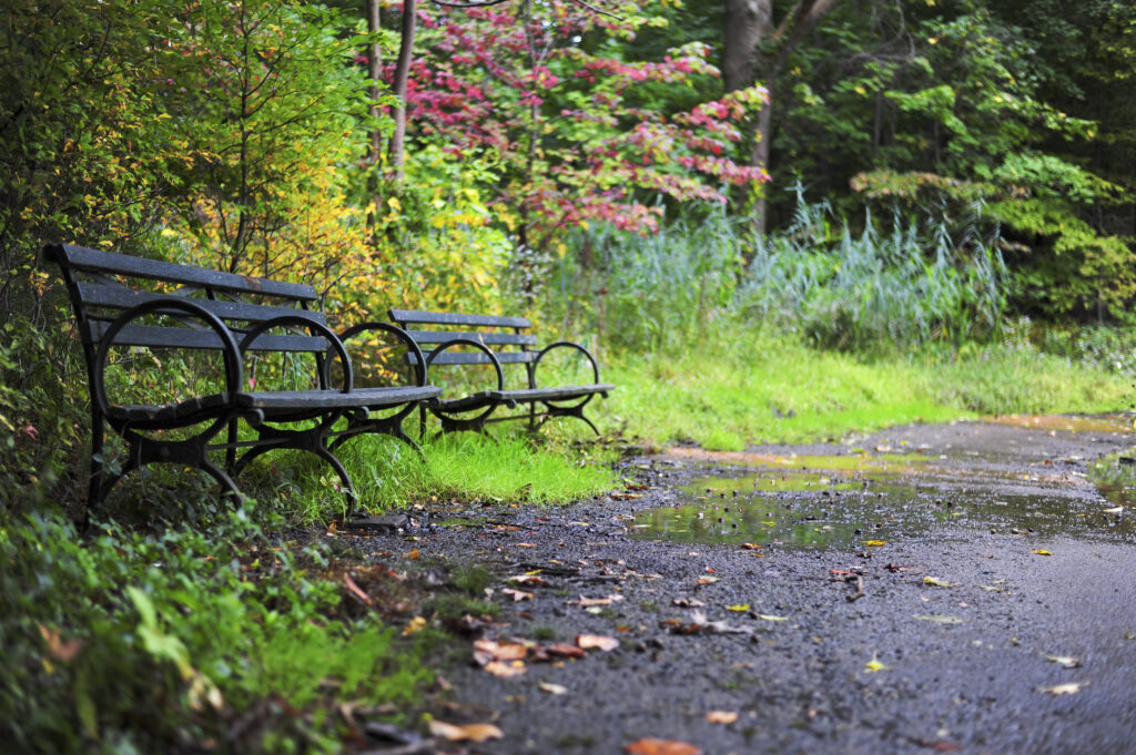 Peaceful park scene with empty benches and lush green trees under soft natural light wallpaper