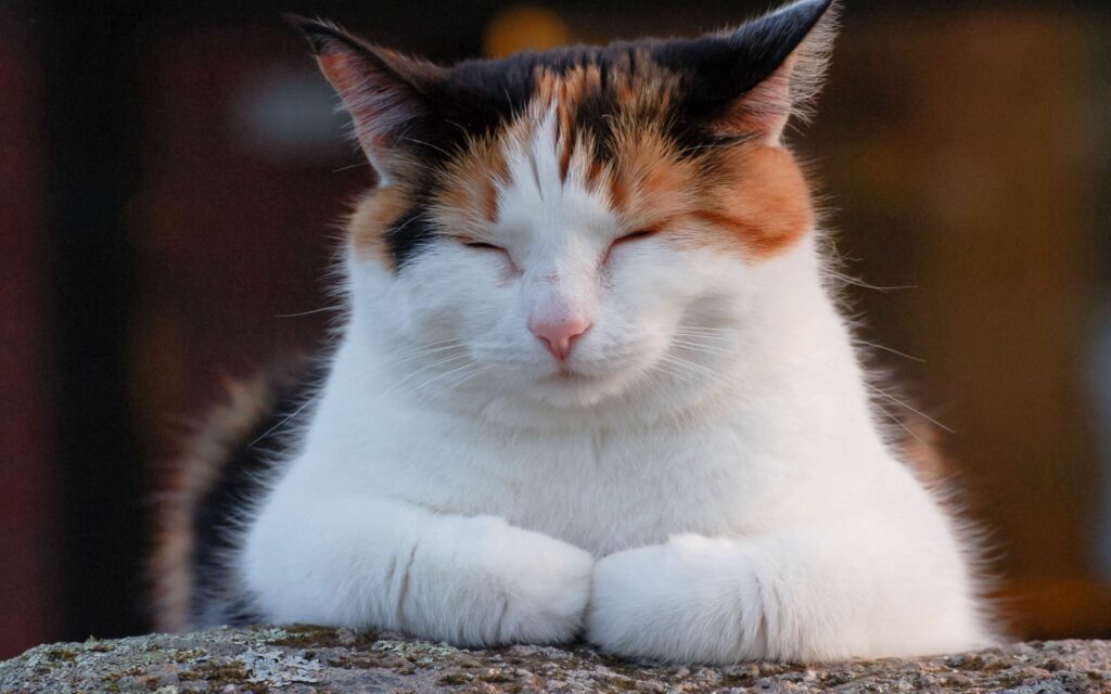 Tranquil Plump Spotted Cat Wallpaper - 2560x1600 Background
