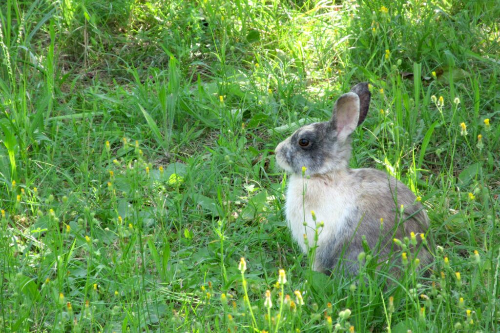 Peaceful Rabbit Amidst Green Grass - Serene Nature Wallpaper