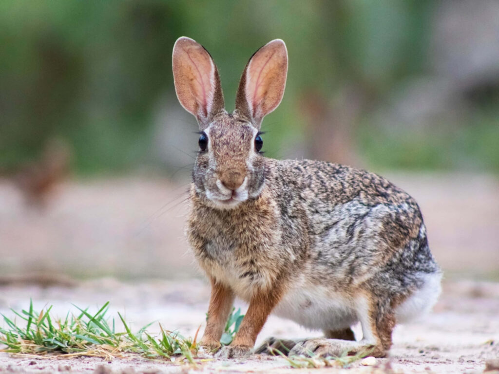 Serene Rabbit on Grass: Tranquil Nature Wallpaper Background