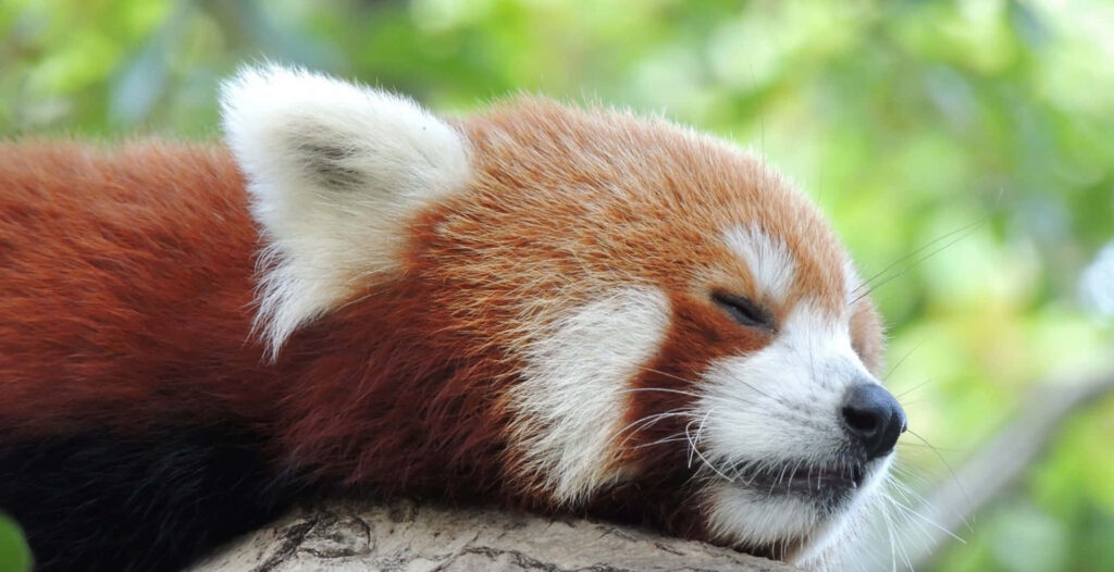Sleepy Red Panda on Tree Branch with Lush Bokeh Background Wallpaper