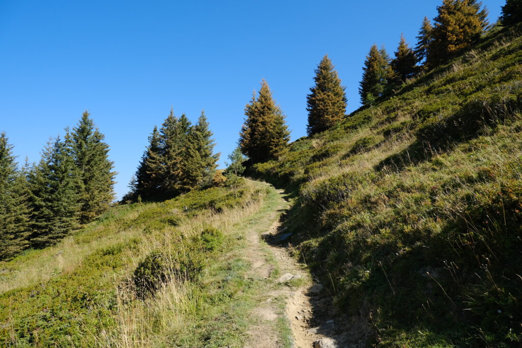 Winding dirt path on rugged slope with green grass and evergreen trees under blue sky wallpaper