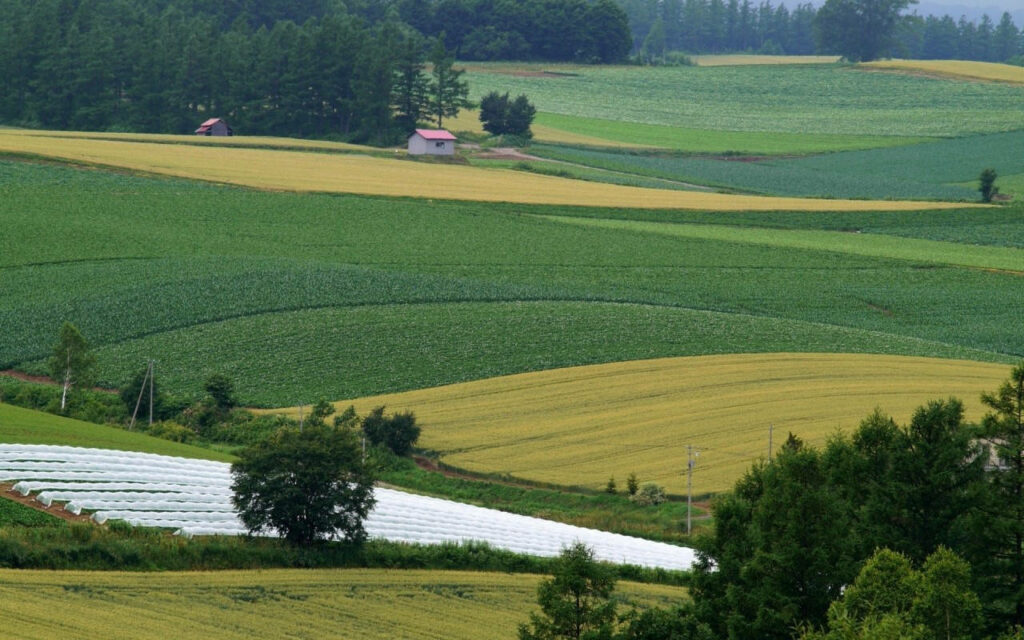 Scenic farm field with green and golden crops rolling hills and peaceful rural agricultural landscape Wallpaper