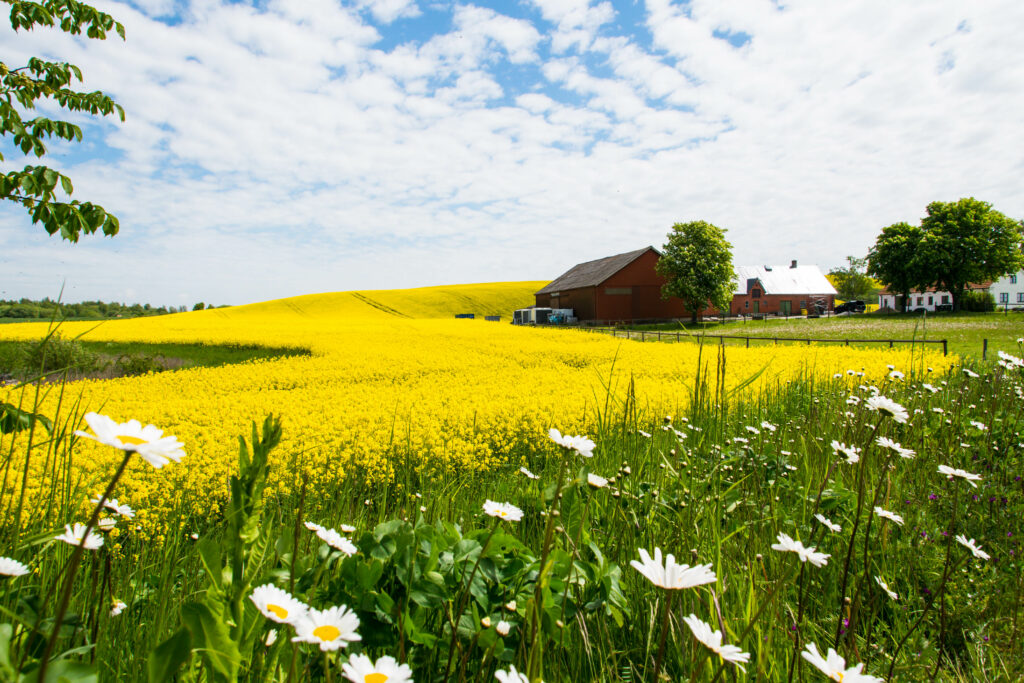 Charming rural house beside blooming yellow flower field under bright blue sky with clouds Wallpaper