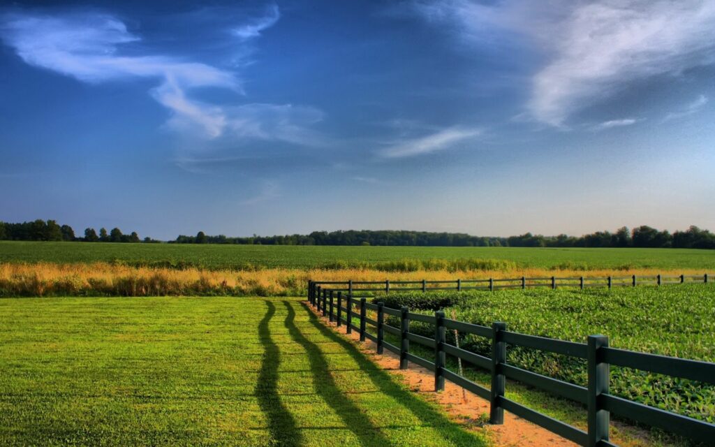 Vibrant green agricultural fields divided by wooden fence under clear blue sky with clouds wallpaper