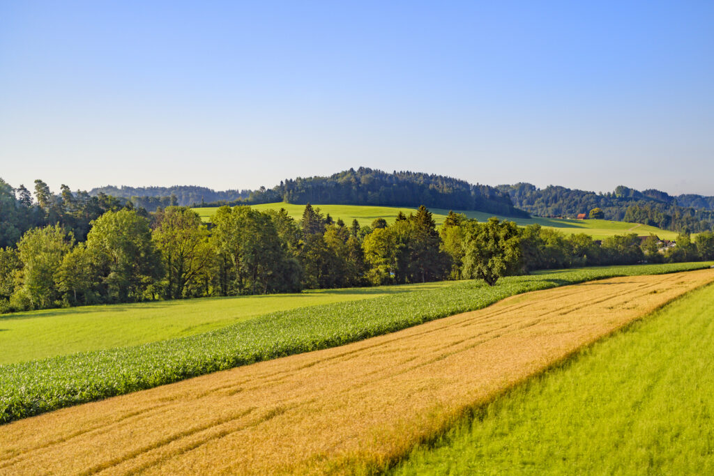 Peaceful rural landscape with golden fields green grass forest border clear blue sky wallpaper