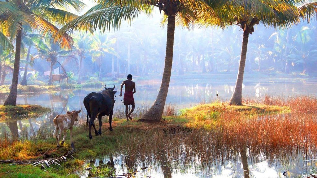 Farmer guiding cattle through sunlit tropical grove with coconut palms and calm reflective waters Wallpaper