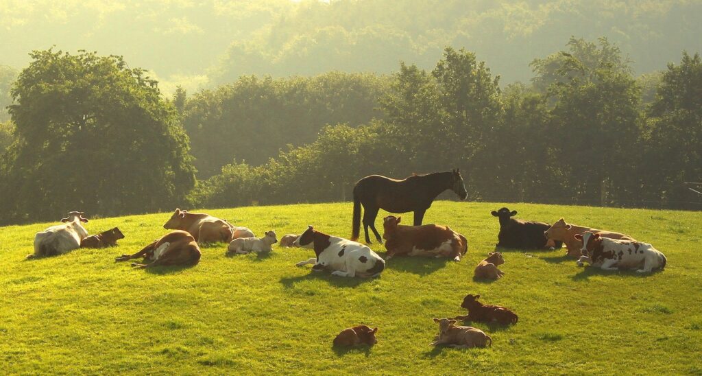 Serene Cow and Horse Wallpaper - Peaceful Green Field Scene