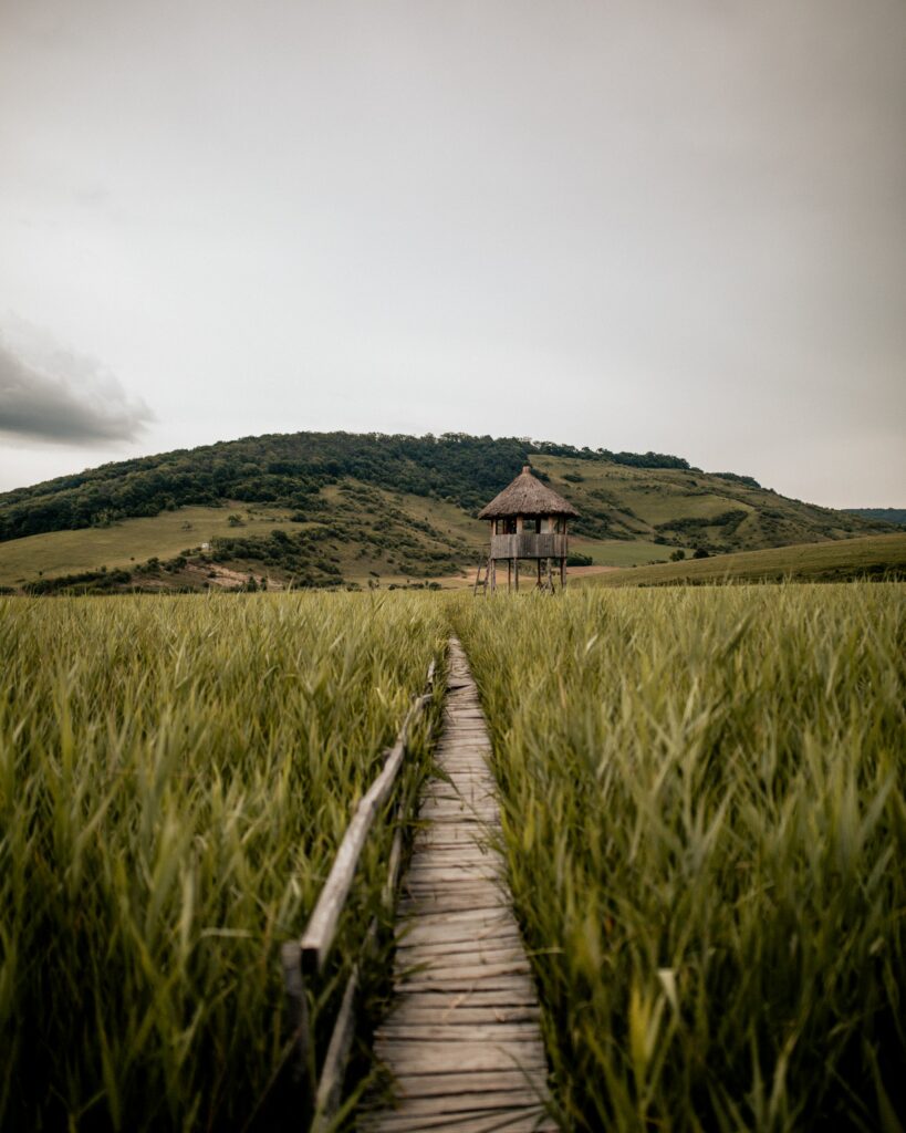 Narrow wooden path through tall grass to rustic building with rolling green hills background Wallpaper