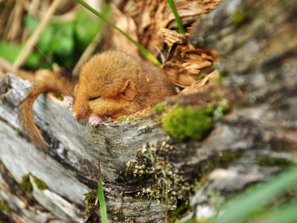 Dormouse sleeping curled in mossy tree trunk cozy nook brown fur green woodland scene wallpaper