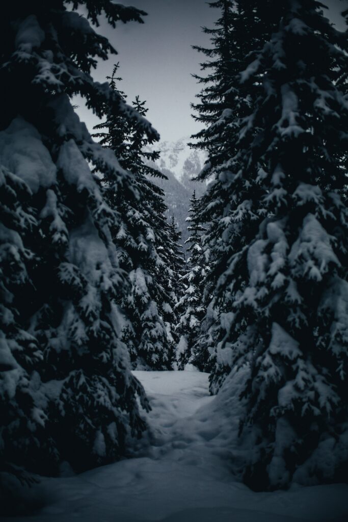 Serene winter forest pathway with snow-covered tall trees and soft light creating calm atmosphere Wallpaper